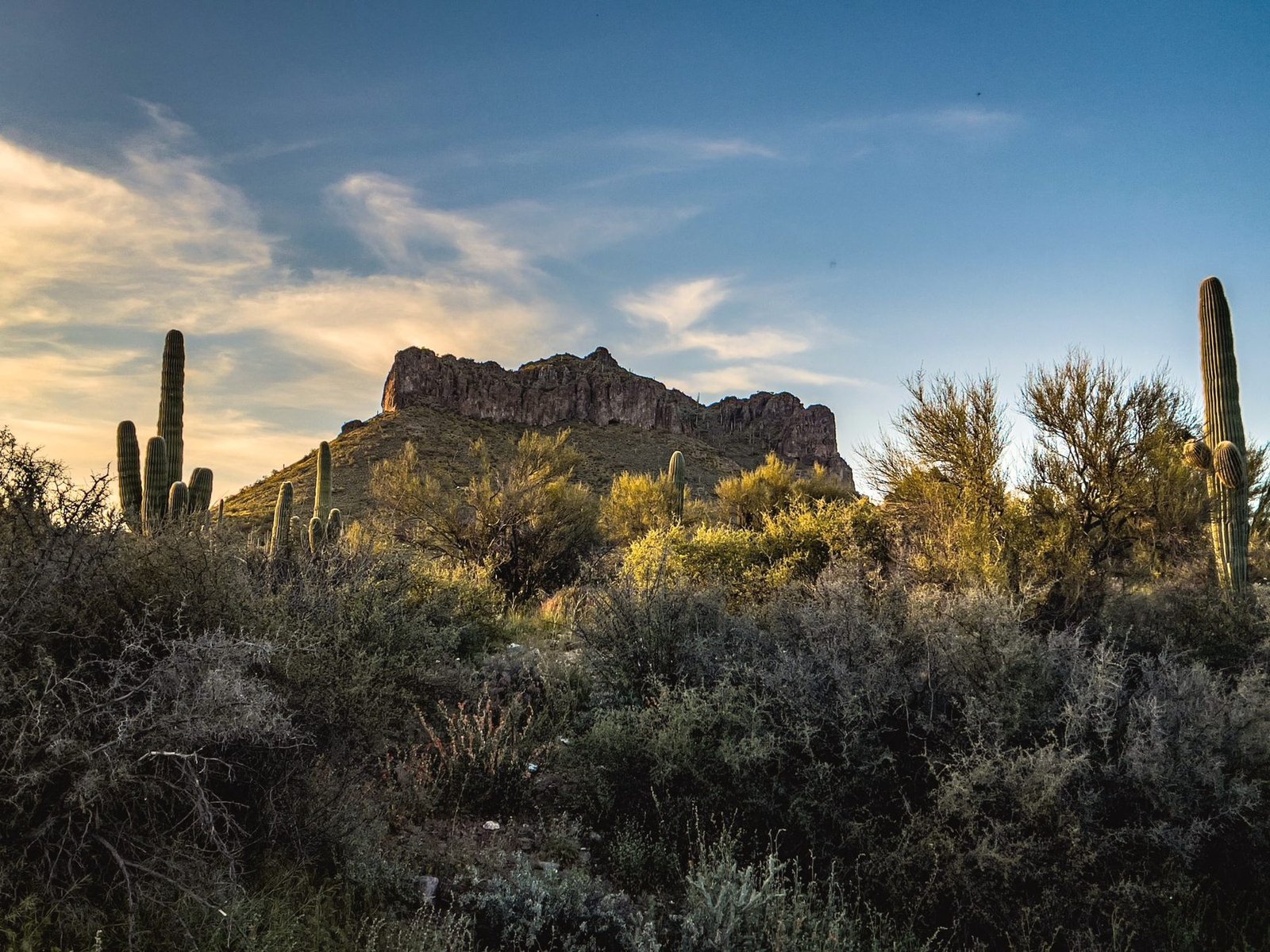 Rocky desert ridge with saguaro cactus and brush in evening light.